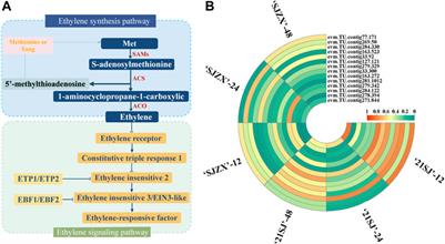 Discovery of candidate genes involved in ethylene biosynthesis and signal transduction pathways related to peach bud cold resistance